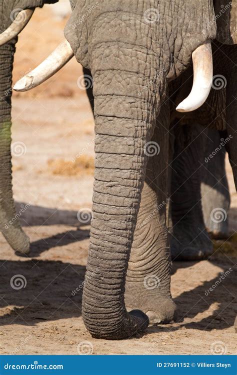 Long Elephant Trunk Stock Photography - Image: 27691152