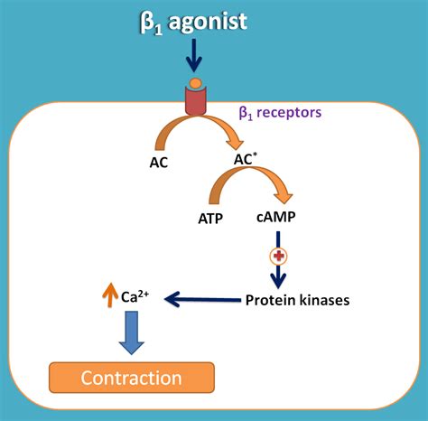 Beta adrenergic receptor agonists