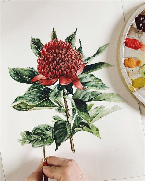 Waratah Flower Art Print | Flower prints art, Waratah flower, Flower art