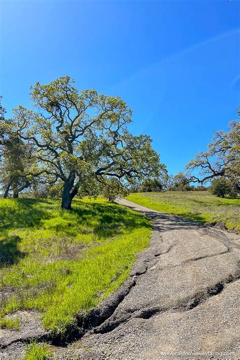 5 Hiking Trails in the Bay Area - Where to Find Fun Bay Area Hikes