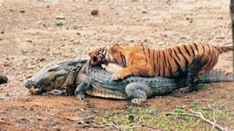 호랑이 악어 엄청난 싸움! Tiger crocodile real fight! - YouTube