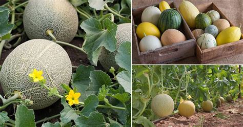 7 Muskmelon Types in India | Best Muskmelon Varieties • India Gardening