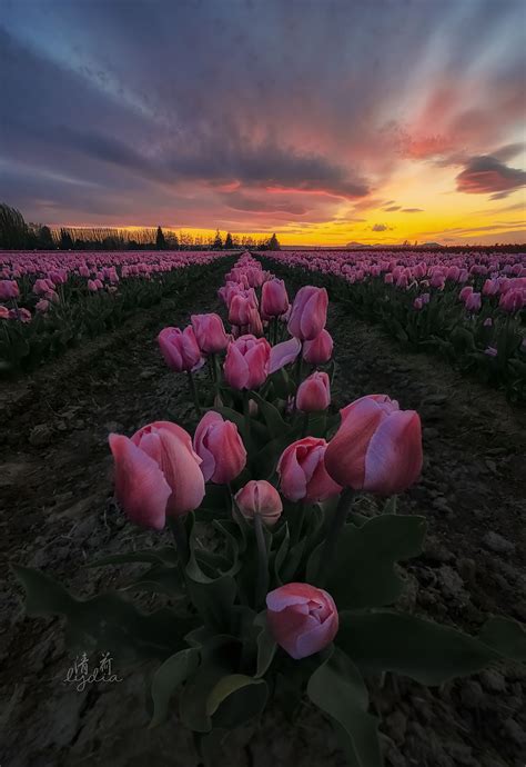 Tulips Field Sunset - null | Flowers photography, Beautiful flowers ...