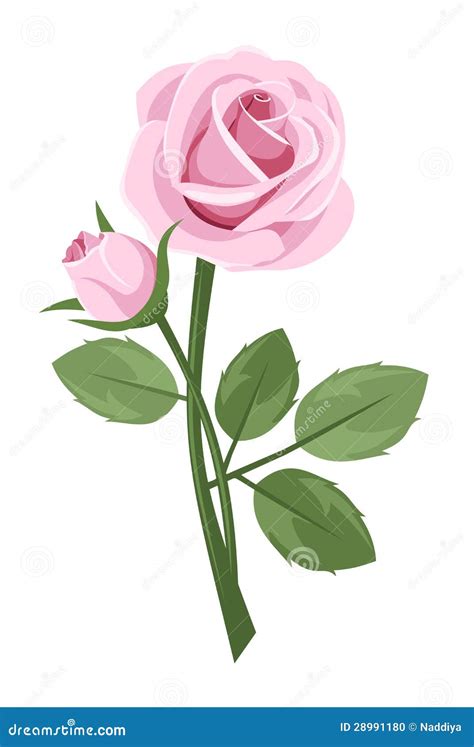 Pink Rose with Stem Isolated on White. Stock Vector - Illustration of ornate, design: 28991180