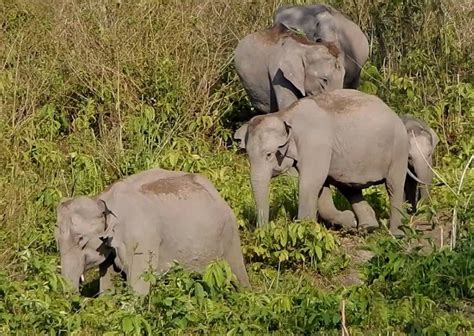 Manas National Park, Guwahati - Timings, Safari Cost, Best Time to Visit