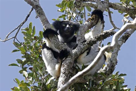 Indri – Facts, Size, Population, Diet, and Pictures