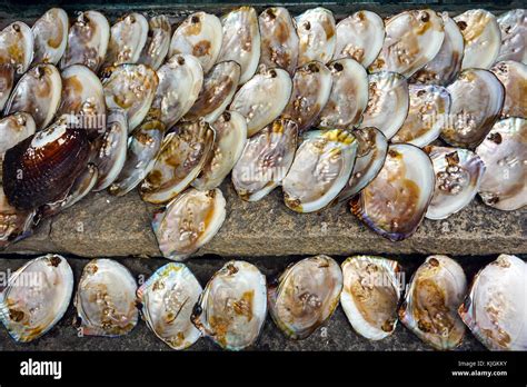 Pearls in a clam shell Stock Photo - Alamy