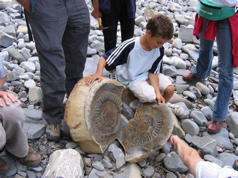Discovering Fossils - Introducing the Palaeontology of Great Britain