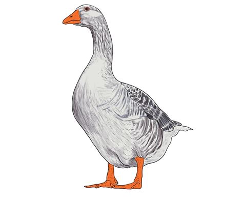 How to Draw a Goose - A Step-by-Step Goose Illustration Tutorial