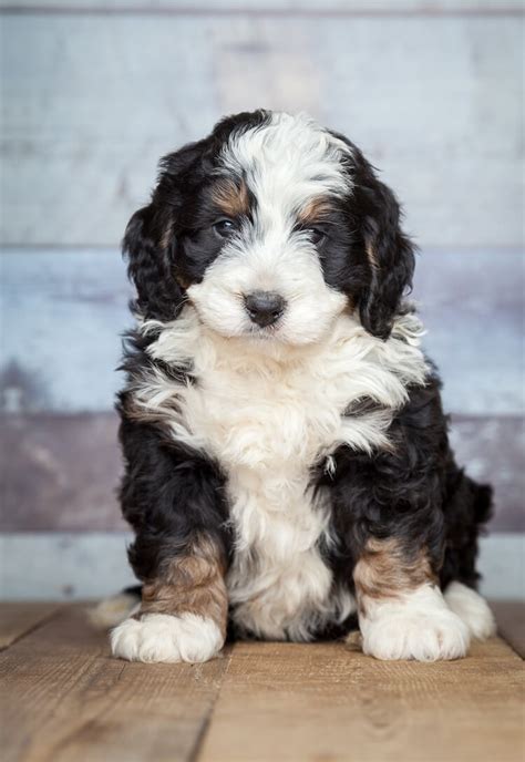 Bernedoodle Dog Breed Information, Facts, Temperament & Size | All ...