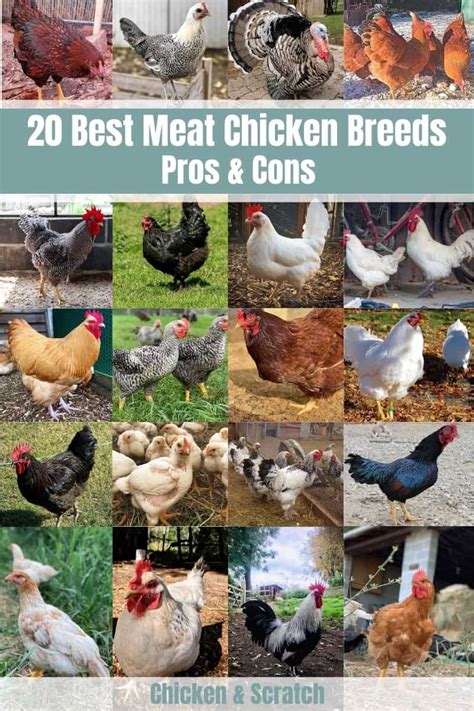 20 Best Meat Chicken Breeds (Pros & Cons)