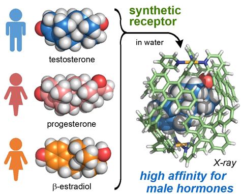 Artificial receptor distinguishes between male and female hormones