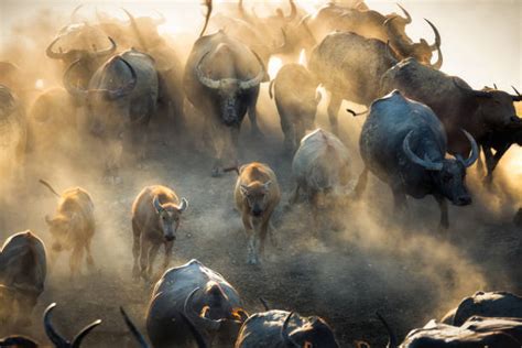 Buffalo Herd Stock Photos, Pictures & Royalty-Free Images - iStock