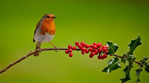 Robin (Erithacus rubecula) - British Birds - Woodland Trust