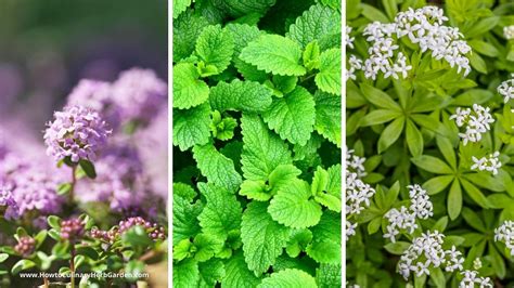 Which Herbs Make the Best Ground Cover and How to Grow Them