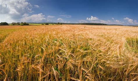 Rye field stock photo. Image of farm, field, cloud, outdoors - 33699282