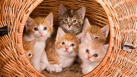 Wallpaper : kittens, large basket, kids 1920x1080 - 4kWallpaper - 1038518 - HD Wallpapers - WallHere