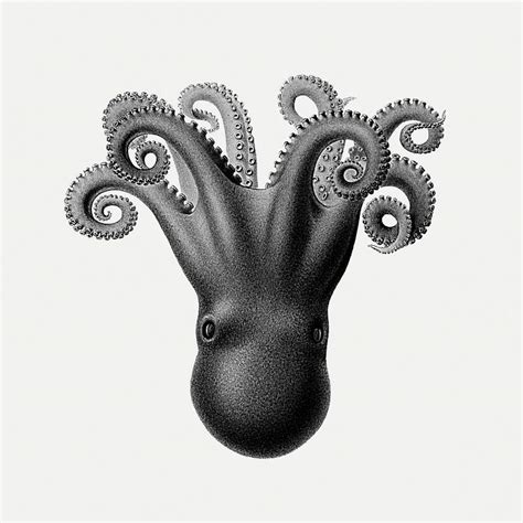 Black octopus