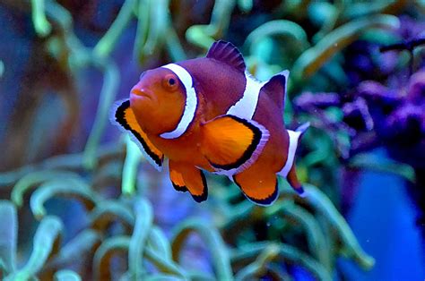 Salty Underground: Ocellaris Clownfish Information and Care