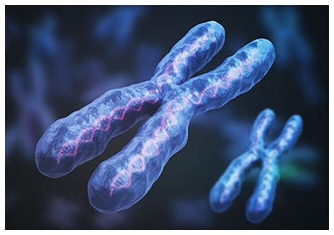 First complete assembly of human X chromosome achieved by scientist — Science & Technology ...