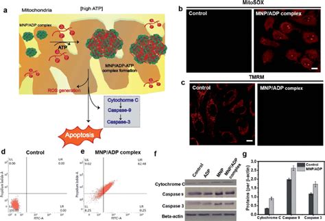 (a) Representative illustration of the apoptosis mechanism ...