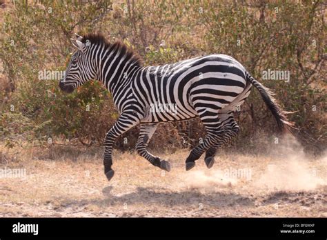 zebra galloping Stock Photo - Alamy