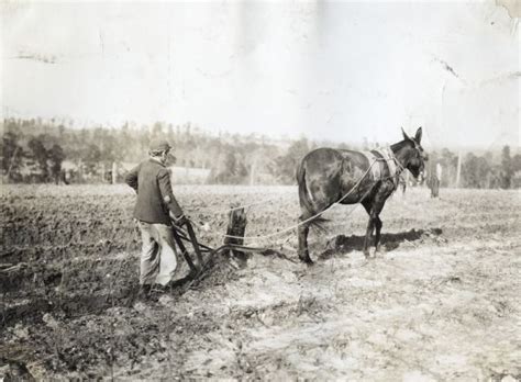 Boy with Mule and Plow | Photograph | Wisconsin Historical Society