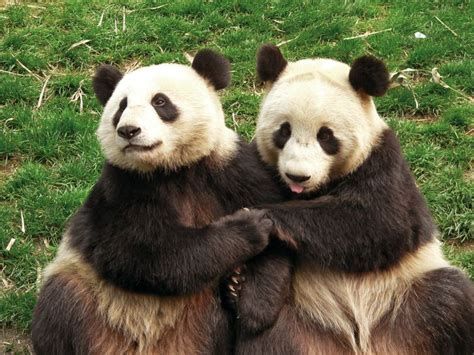 Is Captive Breeding Actually Helping the Giant Panda? - One Green Planet