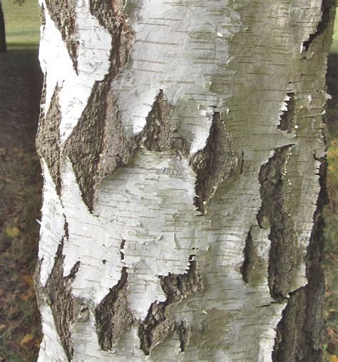 Silver Birch - Tree Guide UK - Silver Birch tree identification