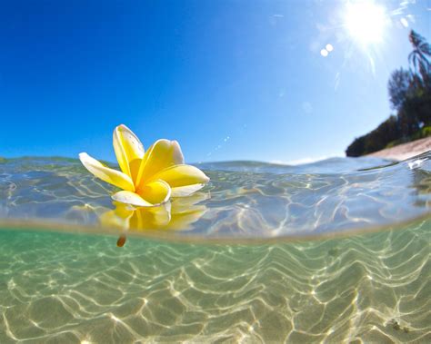 Underwater Hawaiian Plumeria Photography,Yellow Flower Underwater,Under Over Seascape,Colorful ...