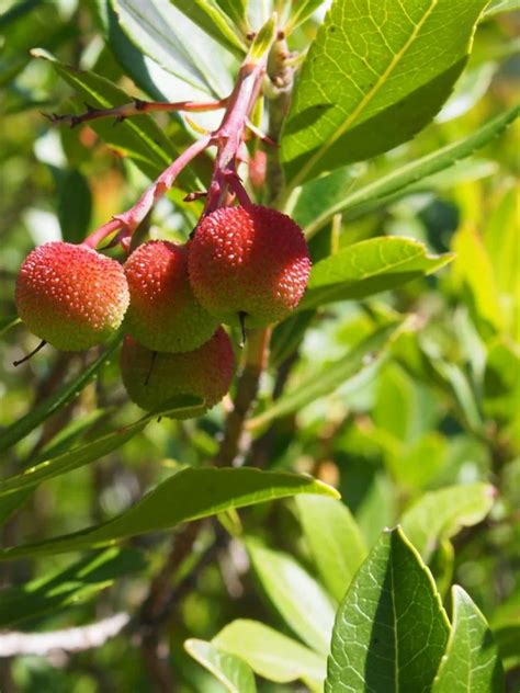 Arbutus unedo | Strawberry tree - Van den Berk Nurseries