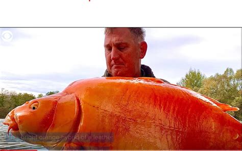 Enormous 67-Pound Goldfish Caught in a Lake in France – La Voce di New York