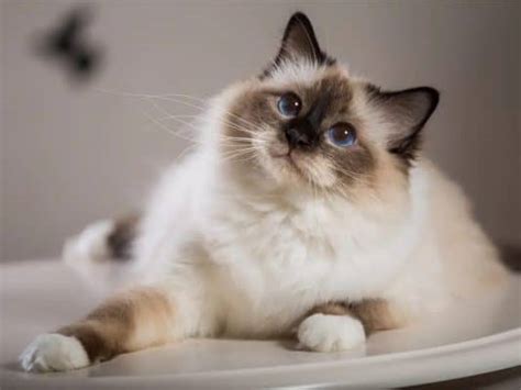 The Ultimate List Of Popular Cat Breeds In Australia [2020]