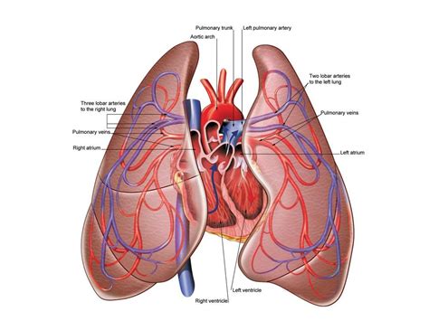 Heart and Lung illustration | Heart and lungs, Heart and lungs diagram ...