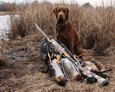 Hunting labrador retriever breeders