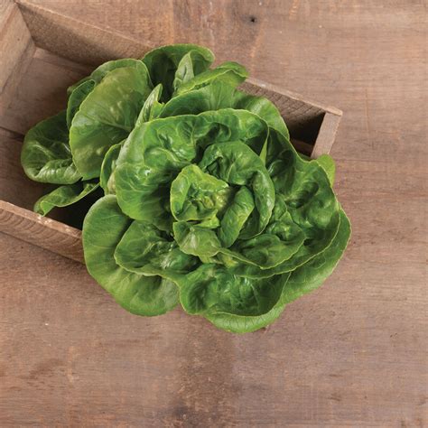 Little Gem - Heirloom & Organic Lettuce Seed | Johnny's Selected Seeds