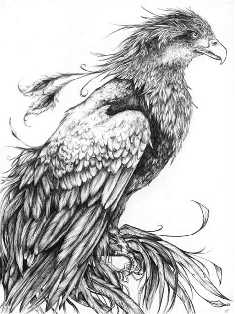 draw.fenix.bird | Phoenix tattoo, Phoenix tattoo design, Bird drawings