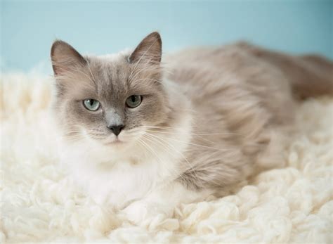 Female Ragdoll Cats (Queens)