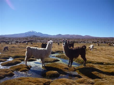 Wildlife of Bolivia | VisitBolivia.net