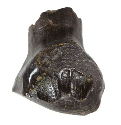 .49" Partially Rooted Ankylosaurus Tooth - Montana (#51042) For Sale ...