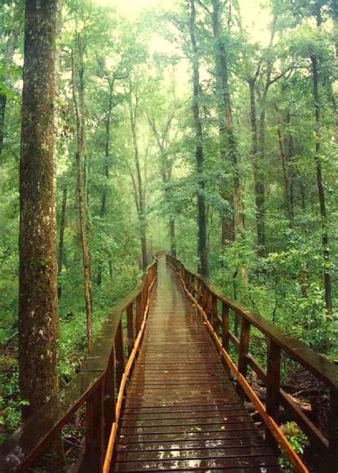 Congaree National Park, South Carolina