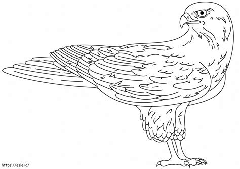Falcon coloring page