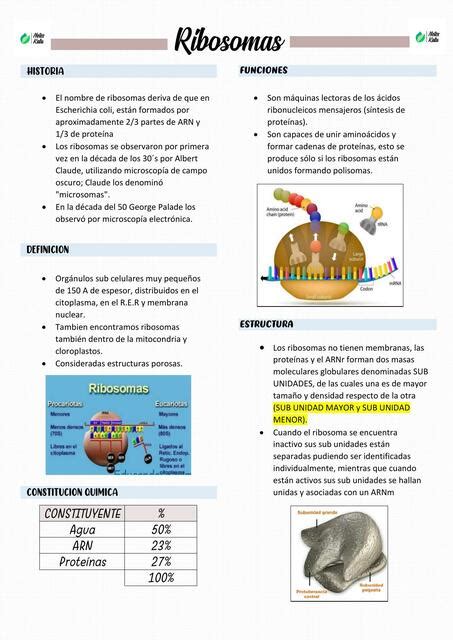 RIBOSOMAS Y SINTESIS DE PROTEINAS | Notes Kalu | uDocz