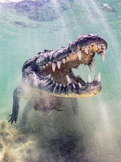 What the CROC? Shock video reveals crocodiles galloping at speeds of 11mph | Nature | News ...