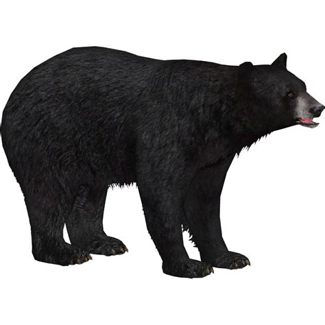 American Black Bear Polar Bear Brown Bear Clip Art Be - vrogue.co