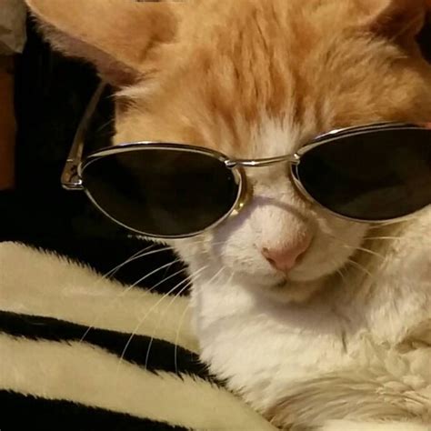 @zackhelsing 😕 | Cat glasses, Cute cats, Cool cats