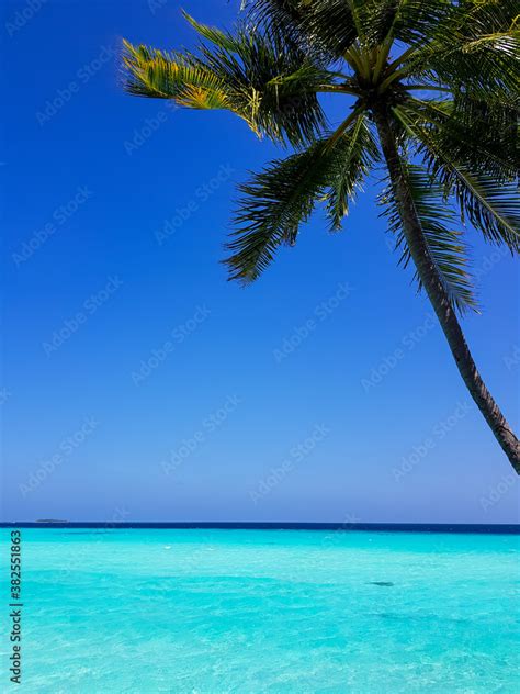 Coconut Tree Over waters in Maldives Stock Photo | Adobe Stock