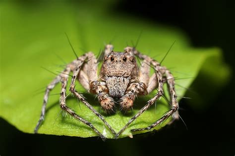 What do spider palps do? | Discover Wildlife