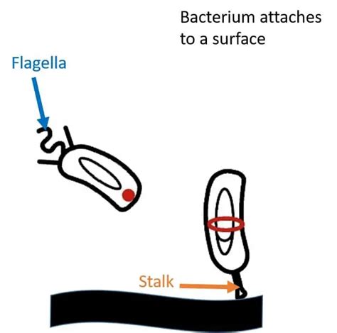 Bacterial glue to grow and survive - on Bacterialworld