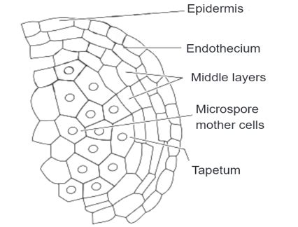 (i) Draw a labelled diagram of a section of an enlarged view of microspor..